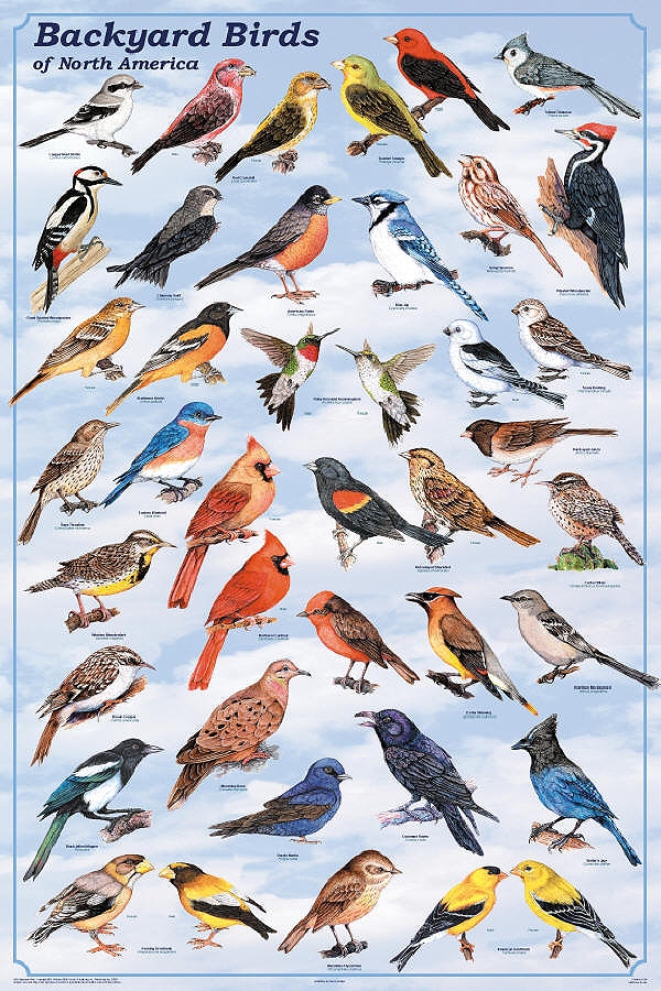 Backyard Birds of North America Laminated Poster - A2Z Science & Learning  Toy Store