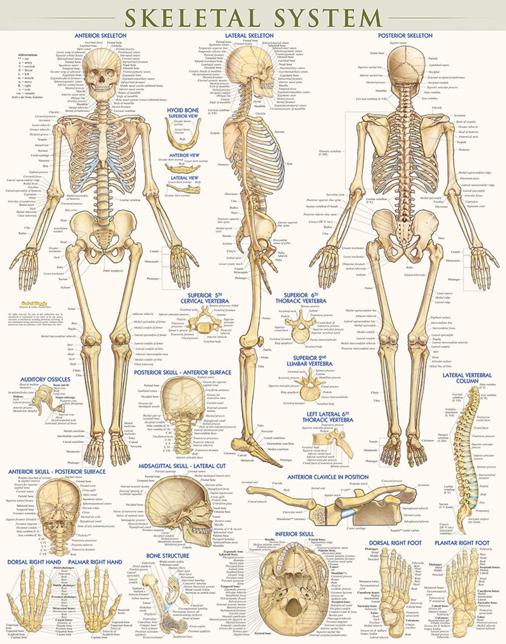Laminated Skeletal System Poster - A2Z Science & Learning Toy Store