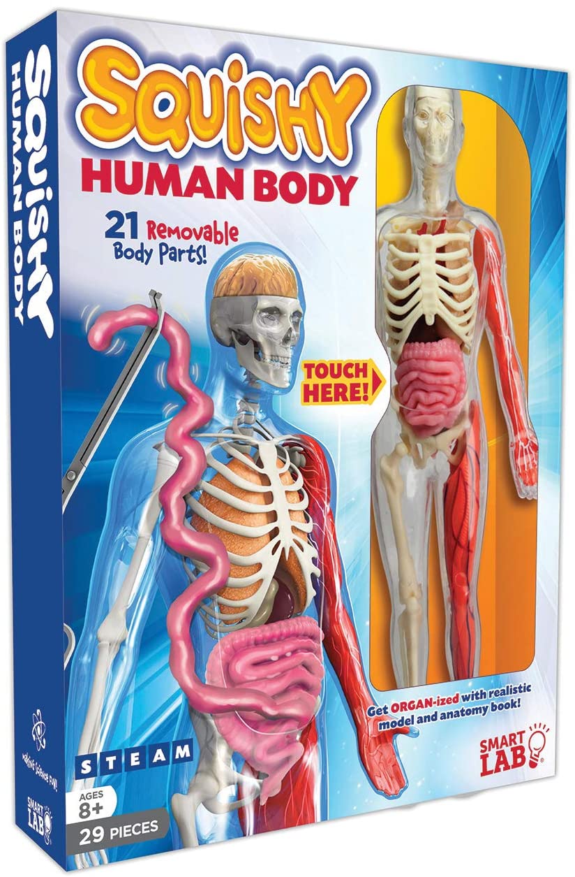 Human Body by SmartLab Toys Staff and Lucille Kayes 2006, Merchandise, Other for sale online 