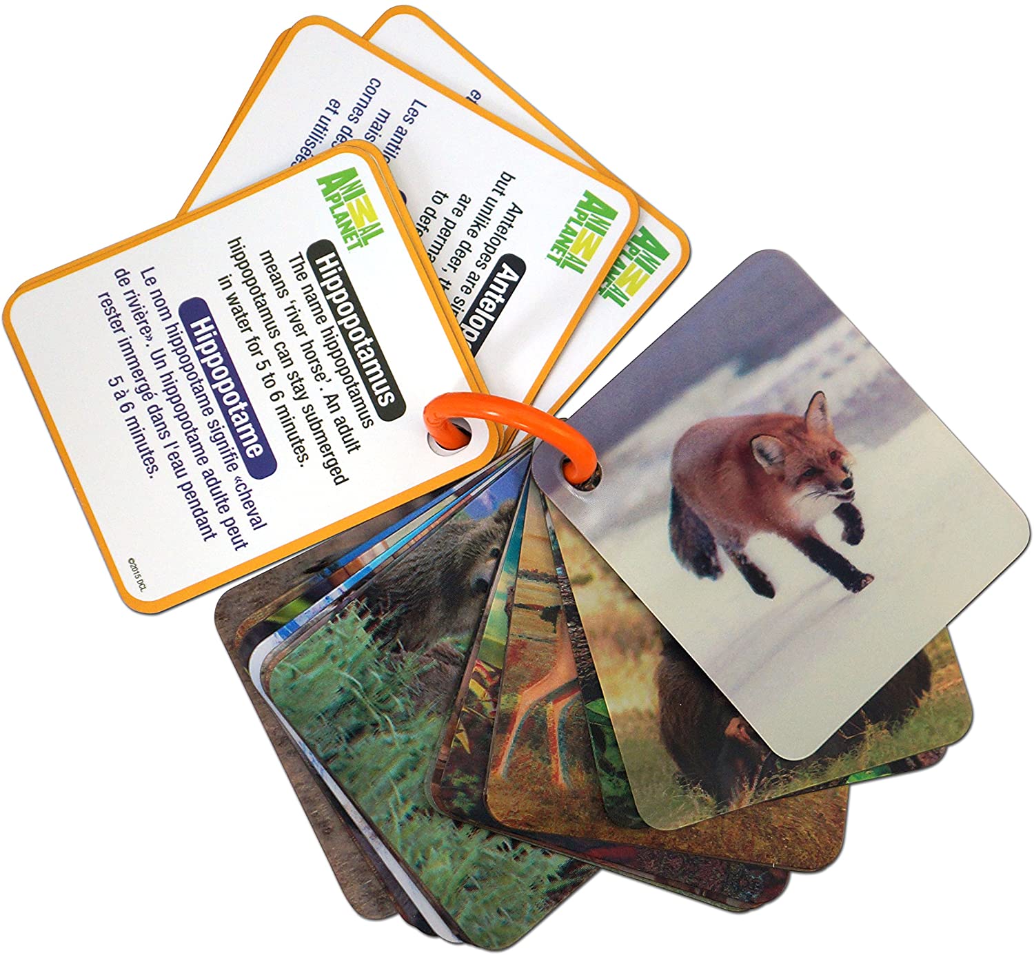 3D Animals Flash Cards - A2Z Science & Learning Toy Store