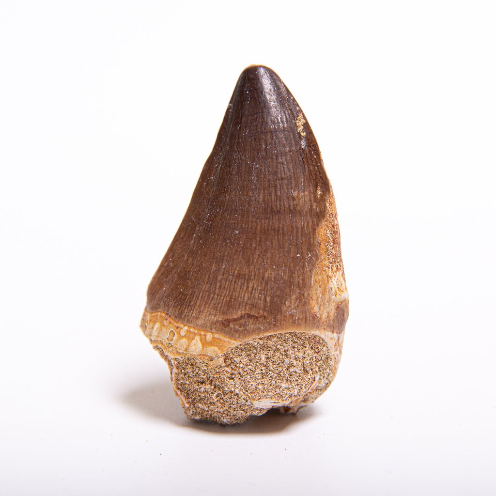 KALIFANO Authentic Fossilized Prehistoric Mosasaur Tooth from Morocco Mosasaurus Teeth for Fossil Collections and Education Purposes Information Card/Certificate of Authenticity Included 